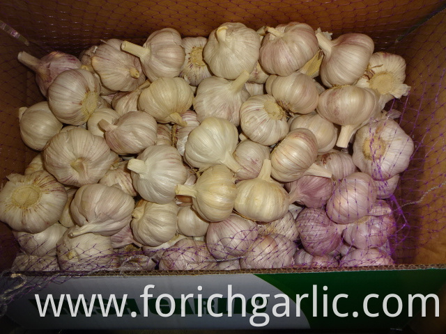 Fresh High Quality 2019 Garlic